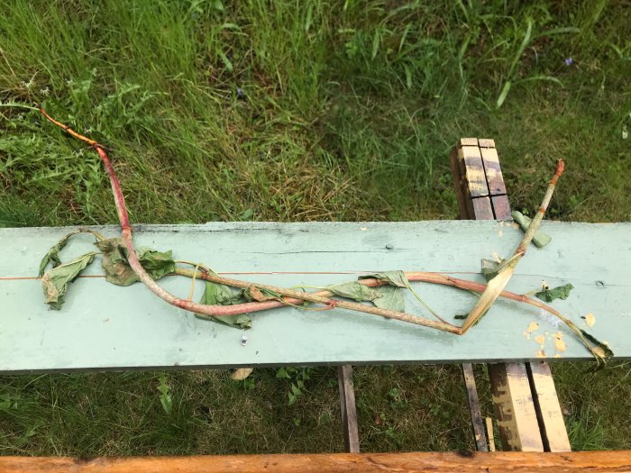 Framtaget skadat växtskott på en träplanka med visset lövverk mot gräs i bakgrunden.