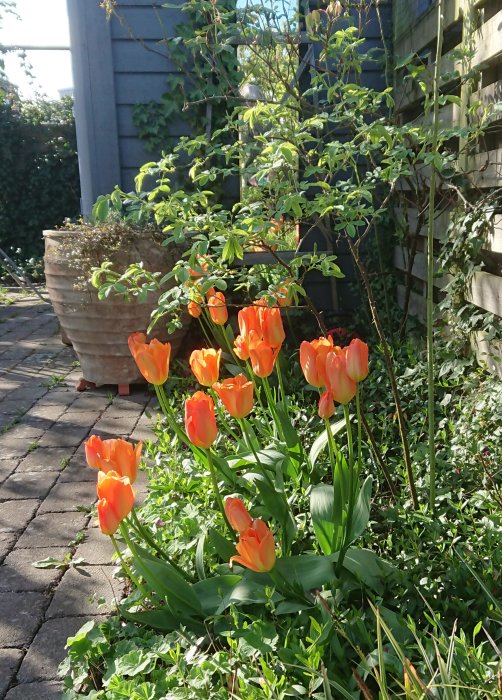 Orange tulpaner av sorten 'Orange Emperor' i full blom i en trädgård.