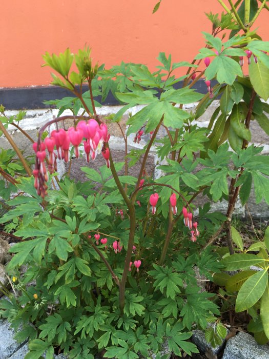 Blommande löjtnantshjärta med rosa blommor och gröna blad framför en orange vägg.