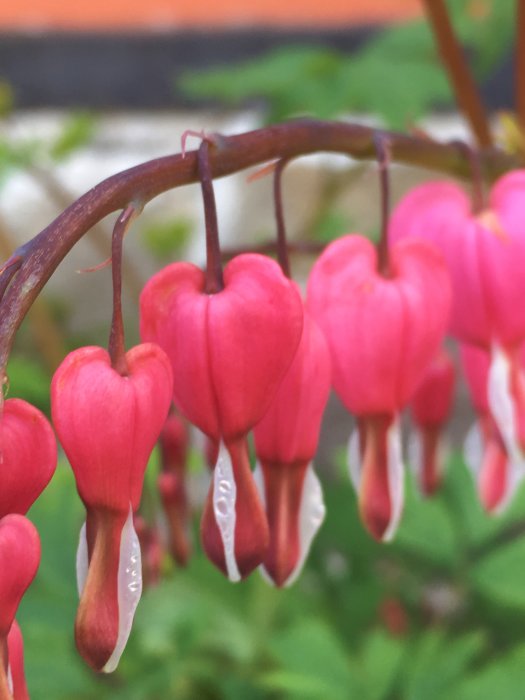 Närbild på röd- och vitblommande löjtnantshjärta med vattendroppar på grönt oskärpt bakgrund.