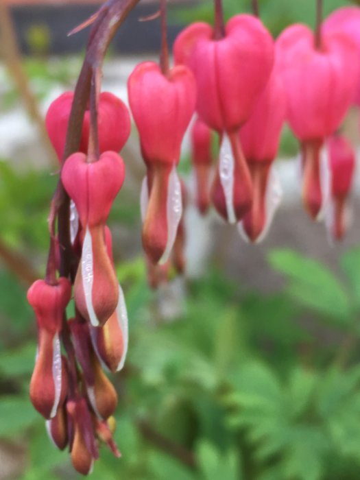 Närbild på blommande löjtnantshjärtan med rosa hjärtformade blommor och röda knoppar mot suddig grön bakgrund.