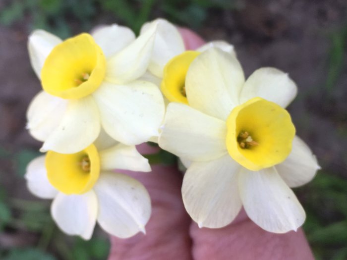 Vit och gul narciss i handen, oidentifierad sort, plantan sökes.