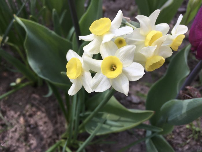 Klunga av vita och gula narcissblommor med gröna blad, planterade i jord.