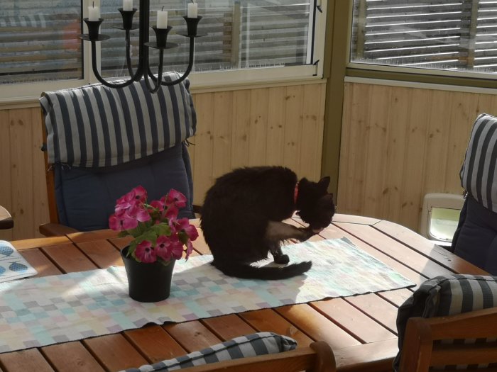 Svart katt som torkar sig på ett bord bredvid en blomkruka inomhus.