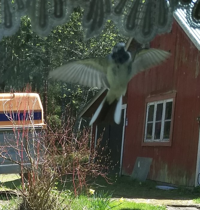 Sädesärla i flykt framför ett rött hus med en buske och trädfönster i bakgrunden.