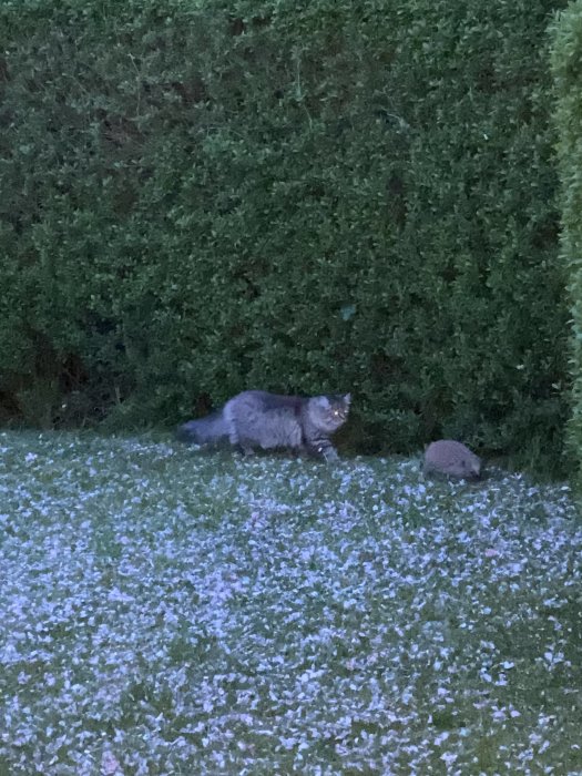 En katt som smyger i gräset bredvid en häck med nedfallna blomblad på marken i skymningen.