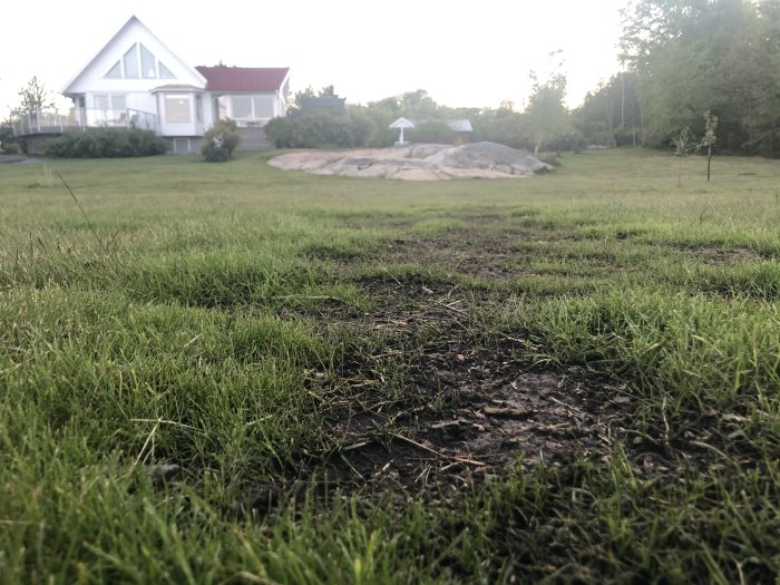 Utsikt över en gräsmatta med nyanlagda trädsplantor framför en vit villa.