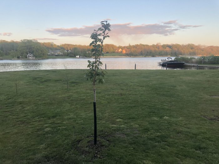 Nyligen planterat prydnadskörsbärsträd på en gräsmatta med en sjö och båt i bakgrunden vid solnedgång.