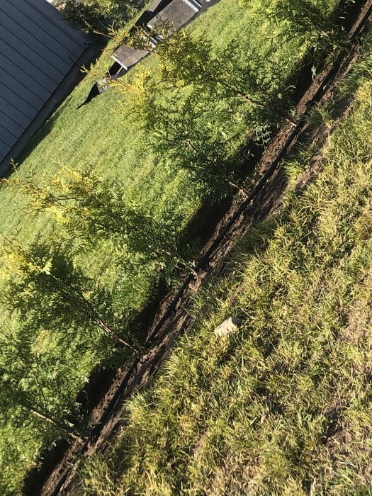 Thuja-häck planterad under marknivån i trädgård med synlig jord.