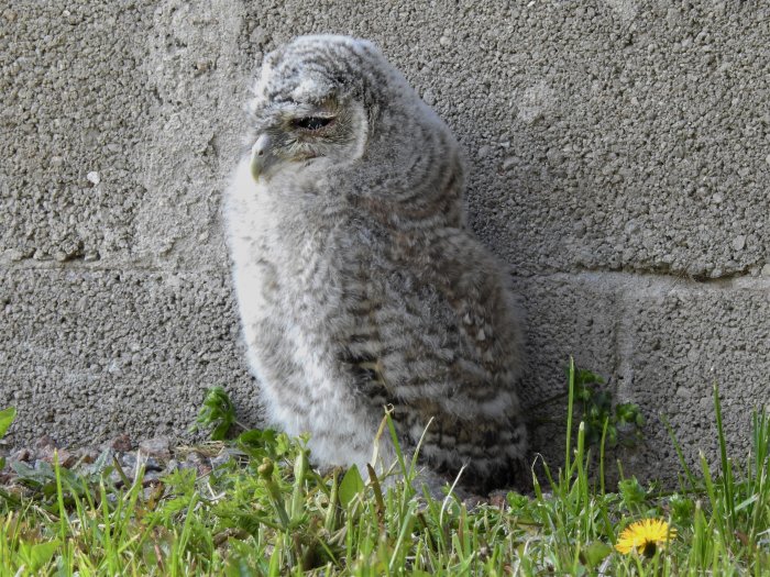 Kattuggla kamouflerad intill en grå cementvägg, nästan omärkbar i urban miljö.