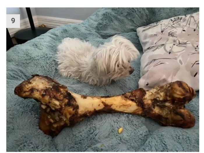 Liten vit hund tittar på ett överdimensionerat ben på en blå filt.