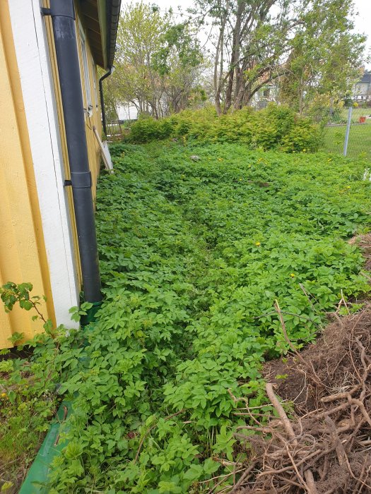 Uppgrävd yta vid husvägg med beskuren kirskål och synliga rötter.