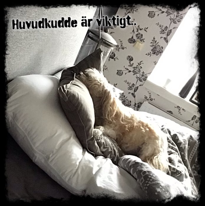 Hund som sover på en hög av kuddar med texten "Huvudkudde är viktigt" överst.