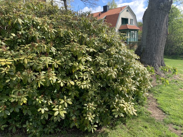 En buske med tecken på missfärgning i en trädgård med ett hus och stort träd i bakgrunden.