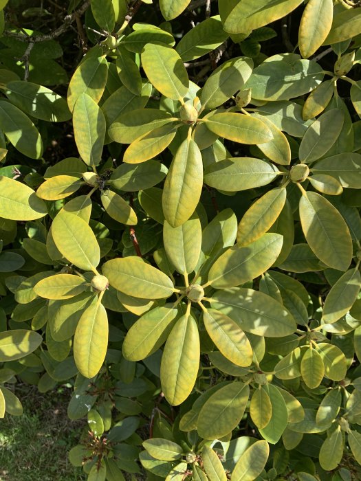 Rhododendronväxt med gula och gröna blad som tycks visa tecken på kloros eller näringsbrist.