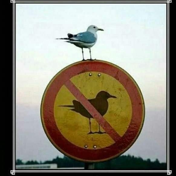 Mås sitter ovanpå ett förbudsskylt som förbjuder fåglar.