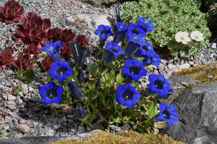 Vårblommande Gentiana acaulis med intensivt blå blommor i ett grusigt, väldränerat rabatterrarium.