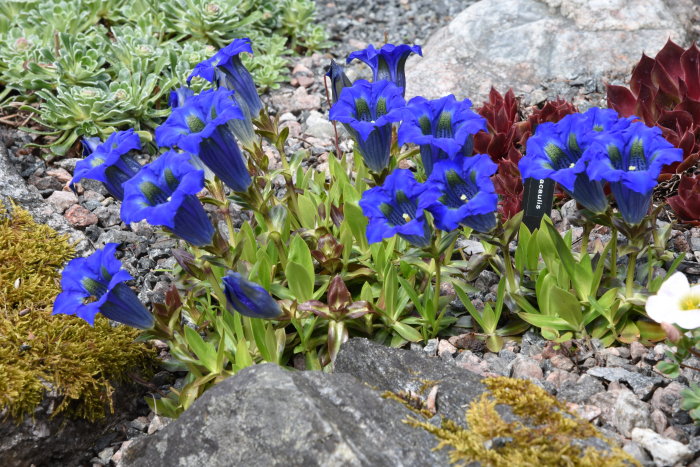 Vårblommande Gentiana acaulis alpgentiana i blått bland stenar och gröna växter.