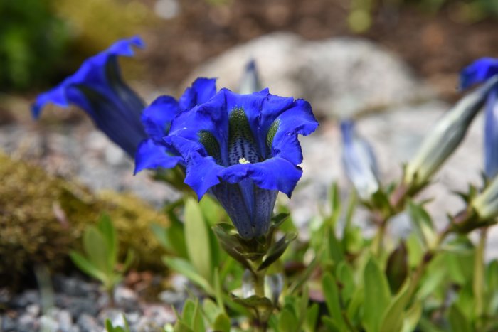 Vårblommande Gentiana acaulis med djupblå blommor och gröna blad i en väldränerad trädgård.