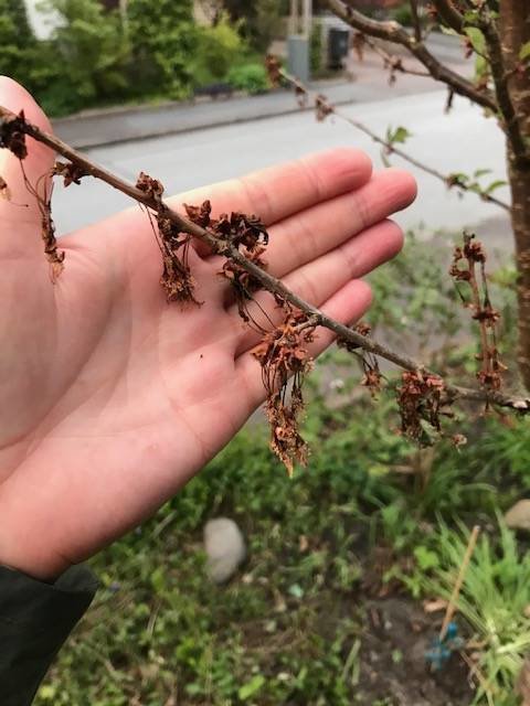 Hand som håller en gren från ett körsbärsträd med vissnade, överblommade blommor mot en suddig bakgrund.