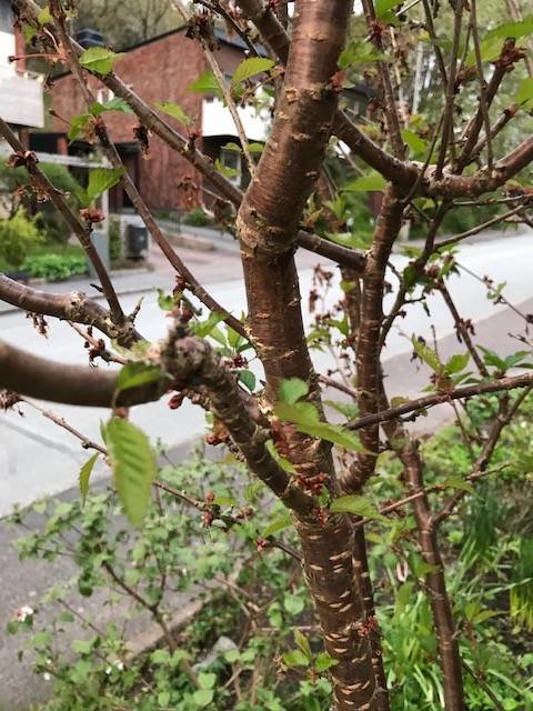 Närbild av ett körsbärsträds stam och grenar med överblommade knoppar och nya gröna blad.