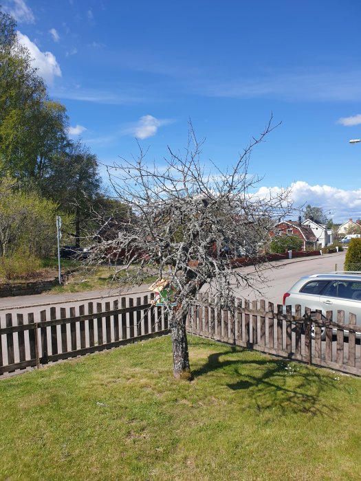 Kala trädet med bar grenar i en trädgård med staket, tydande på att det var ruttet och nyligen avlägsnat.