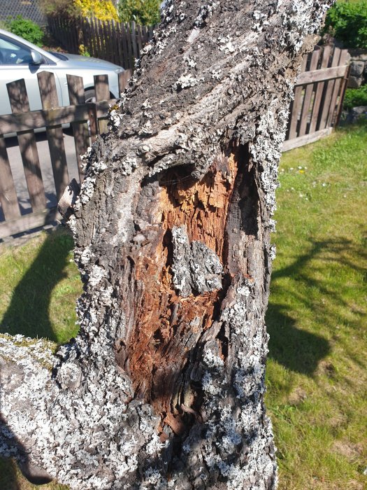 Förruttnad trädgren med brun, mjölig kärna och lavar på barken utsatt för solsken.