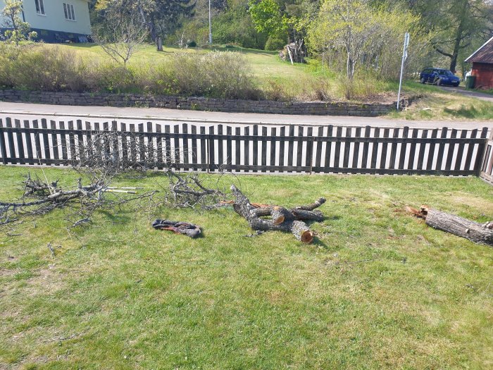 Nedtaget träd med ruttet inre ligger på gräsmatta framför trädgårdsstaket, soligt väder.