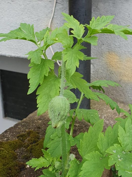 Grön växt i rabatt med fintandade blad och flera håriga knoppar, nära en stenvägg.