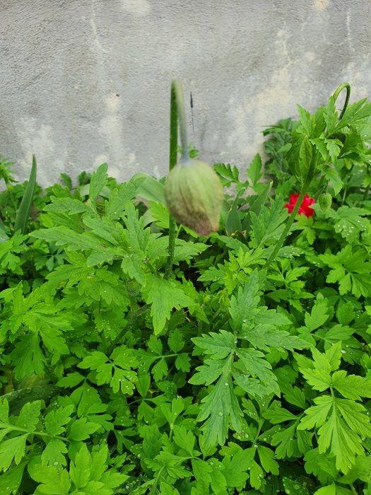 Överväxt rabatt med många gröna blad och en knopp av en okänd växt mot grå bakgrund.