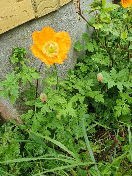 Orange blomma med knoppar och gröna blad i en rabatt vid en husvägg.