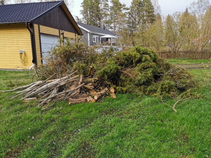 Hög med fällda Thujagrenar och trädstammar på en gräsmatta framför ett gult hus.