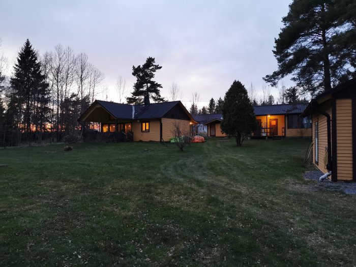 Trädgård efter trädfällning vid solnedgång med hus och klar himmel.