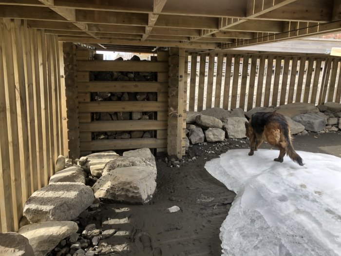 En hund går på en smältande snöfläck bredvid stenar under en träbrygga med vedstapel.