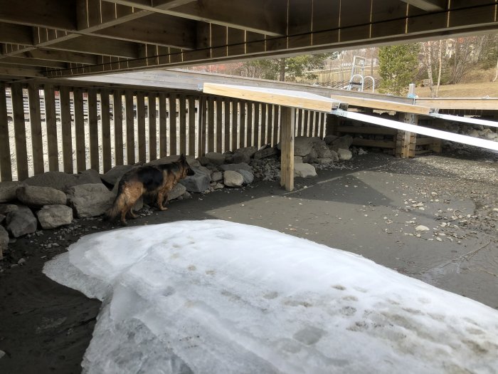 Hund undersöker stenar placerade under en träbrygga med smältande snö i förgrunden.