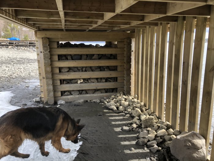 Under en träbrygga med nyfylld sten och en hund som undersöker området.
