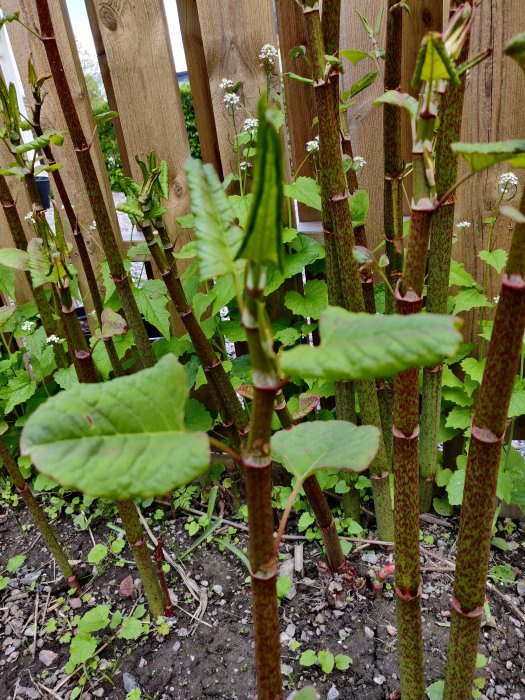 Växter med rödfläckiga stjälkar och gröna blad som ser invasiva ut, vid en trästaketbakgrund.