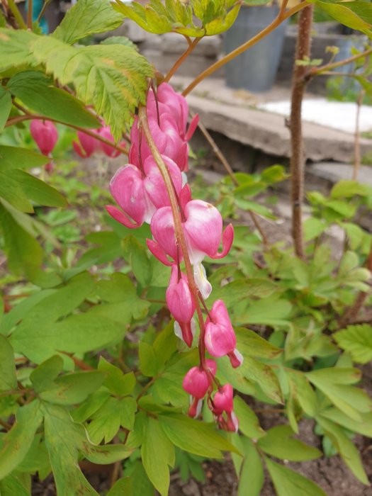 Rosa löjtnantshjärtan med gröna blad i ett trädgårdsland med otydlig bakgrund.