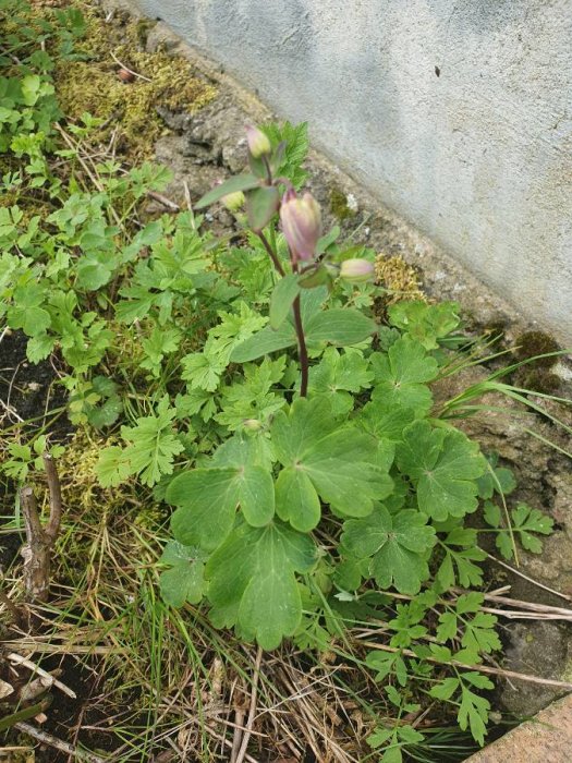 Växt med runda blad och knoppar i trädgård, omringad av andra gröna växter.