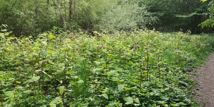 Tätt och livskraftigt växtbestånd i ett naturreservat vid en stig.