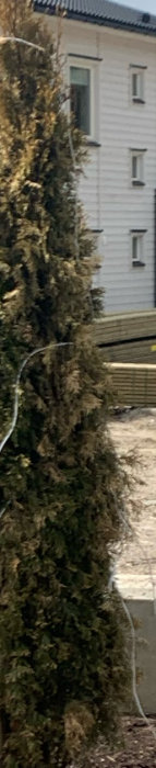 Thujaplanta med gulnande blad framför ett vitt hus, fråga om skötselråd.