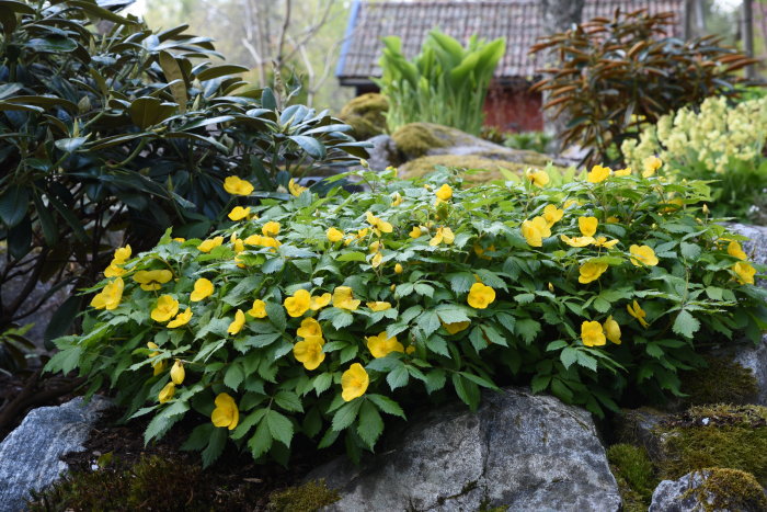 En frodig klump av Hylomecon japonicum med gula blommor trivs på en stenig mark i en trädgård.