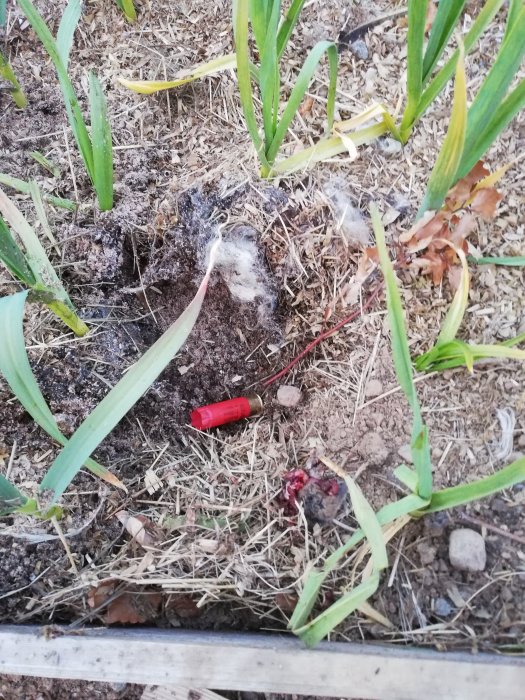 Vitlökspallkrage med skadade plantor och synligt skadad av gnagare, med sättlök nära marken.