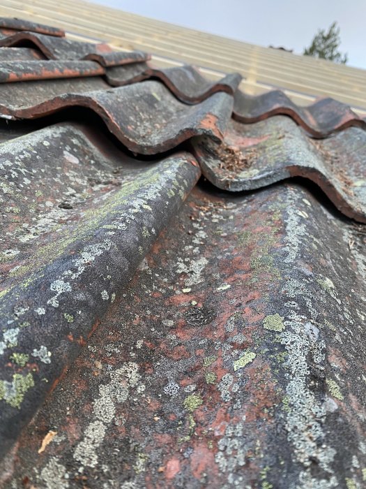 Ojämnt liggande äldre tegelpannor på ett renoverat tak med synlig mossa och lavar.