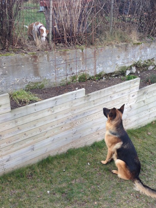 En schäferhund som sitter i gräset framför en trästaket och tittar på en katt vid en kompostgaller.