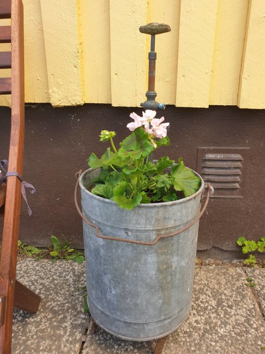 Blomma i gammal metallhink med vattenpump mot gul vägg.
