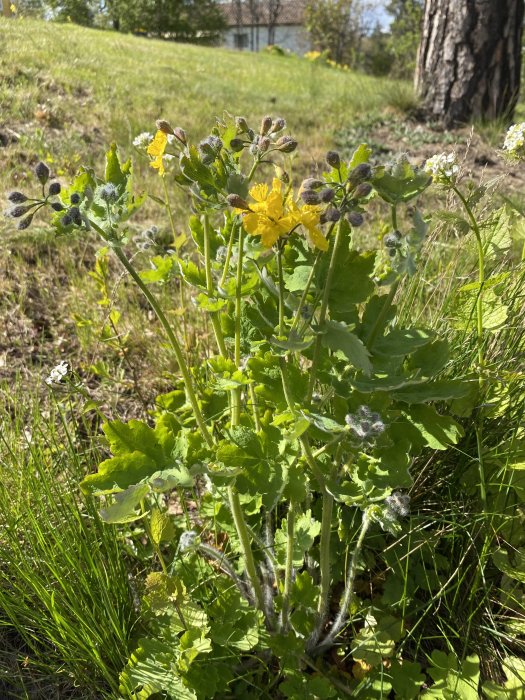 Tistelliknande växt med gula blommor och luddiga blad bredvid en vitblommande planta utomhus.