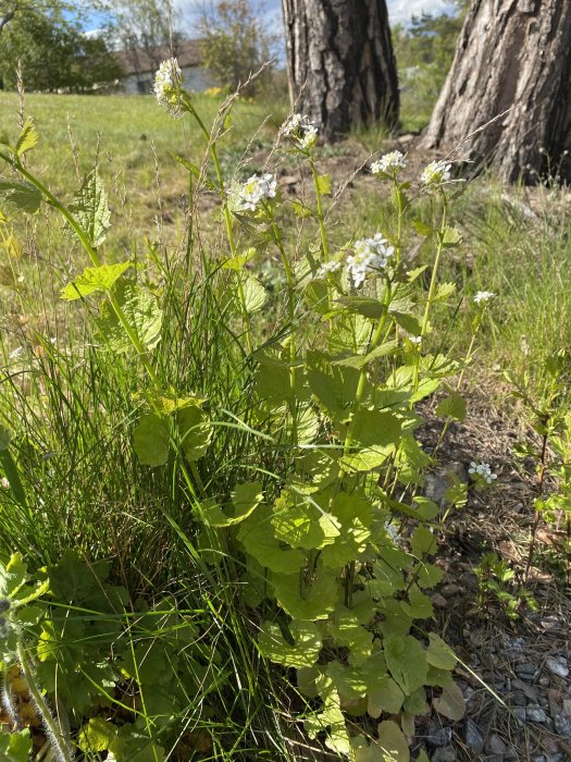 Växter med gröna blad och vita blommor som liknar löktrav, vid en häck bredvid rabatten.