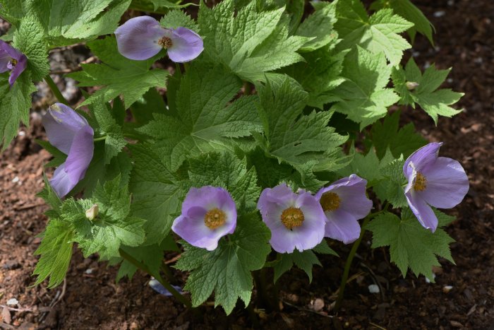 Blommande lunddocka Glaucidium palmatum i trädgård, lila blommor med lönnliknande bladverk.