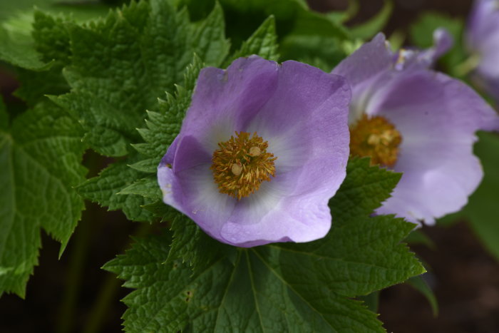 Lila blomma och lönnliknande blad av lunddocka Glaucidium palmatum i en trädgård.